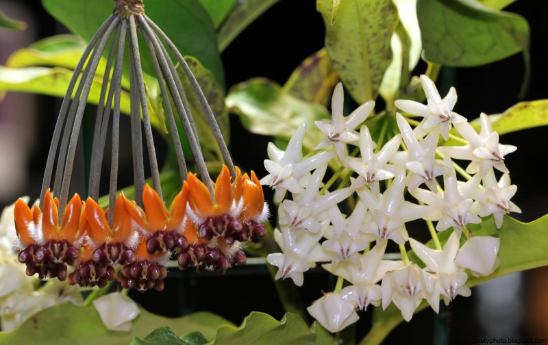 Хойя величественная Hoya Imperialis