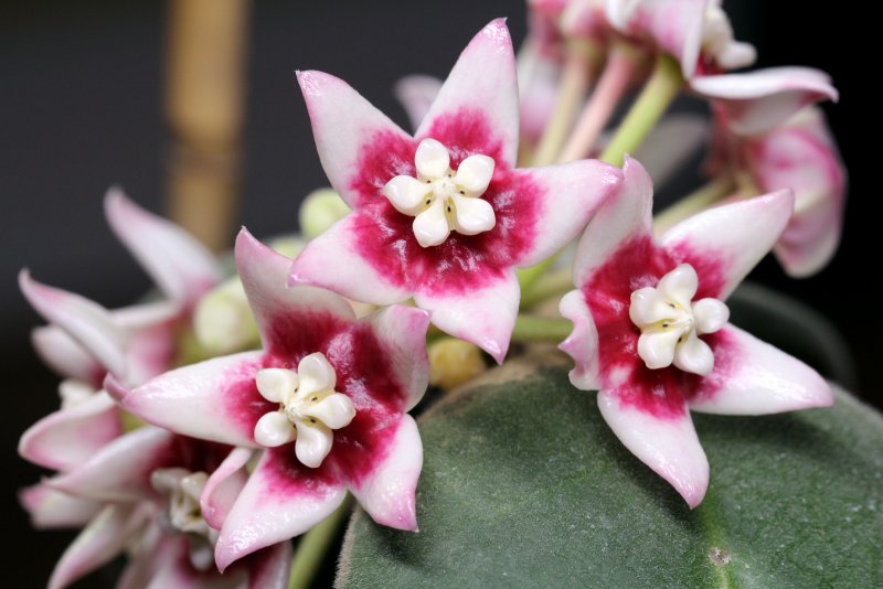 Хойя calycina