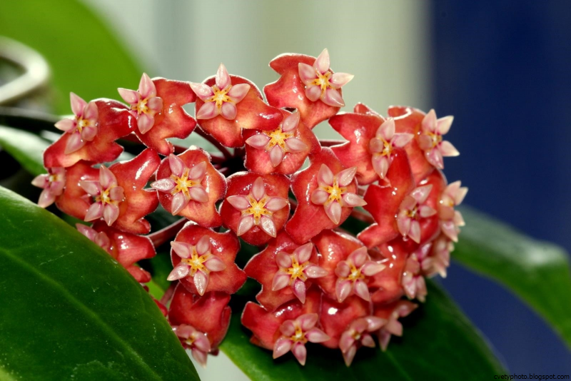 Хойя (Hoya)