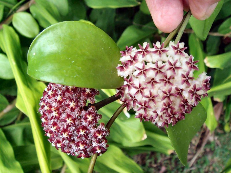 Хойя Эритростемма (Hoya erythrostemma)