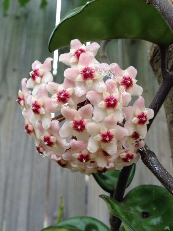 Хойя (Hoya)