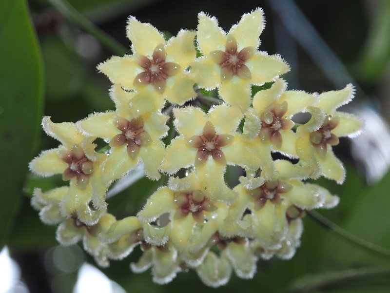 Хойя буотти Hoya buotii