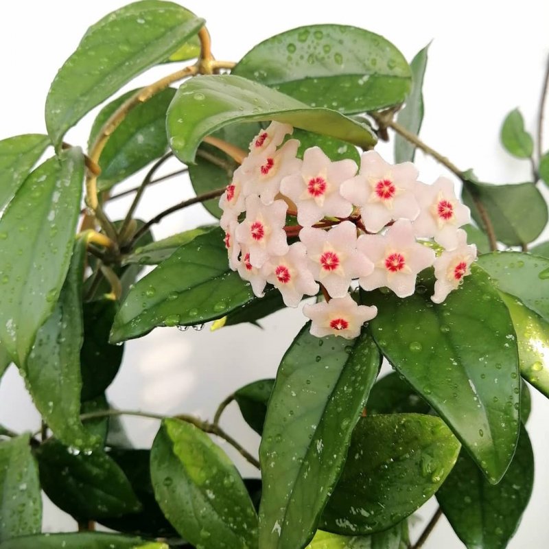 Хойя wayetii