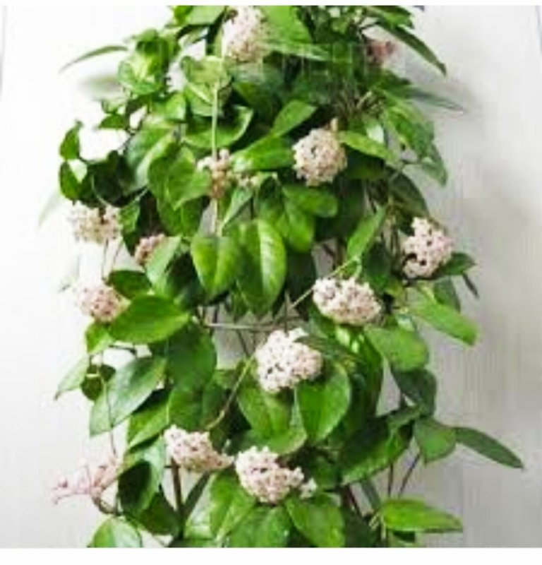 Хойя Карноза (восковой плющ)