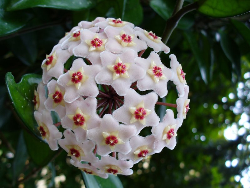 Хойя мясистая (Hoya carnosa)