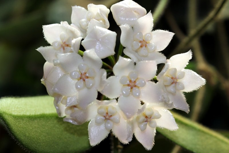 Хойя buotii variegata