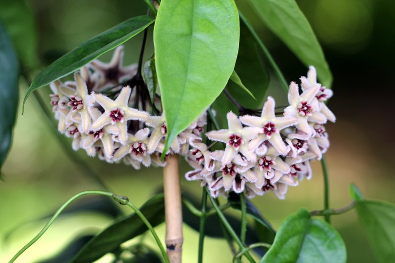 Хойя (Hoya)