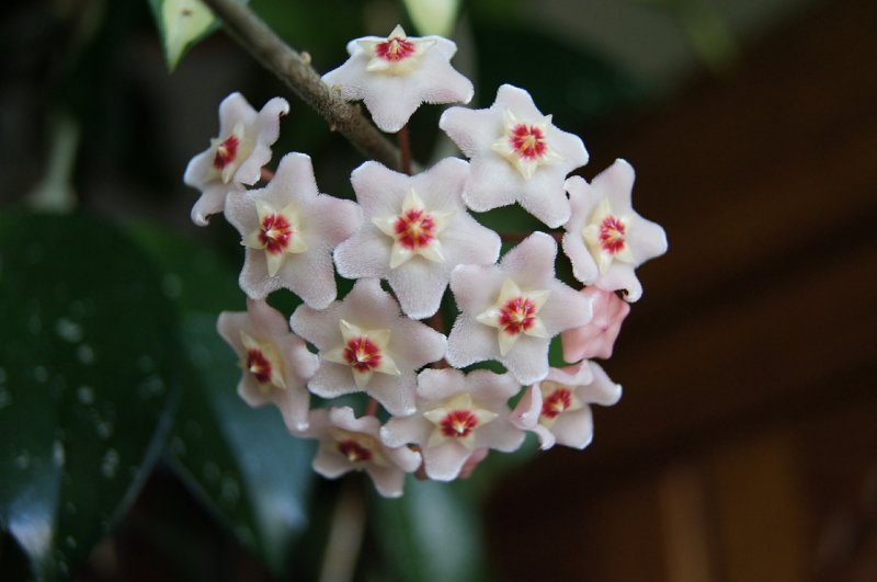 Hoya cummingiana/Хойя кумингиана