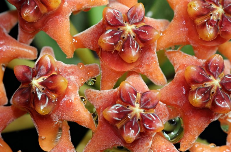 Хойя (Hoya)