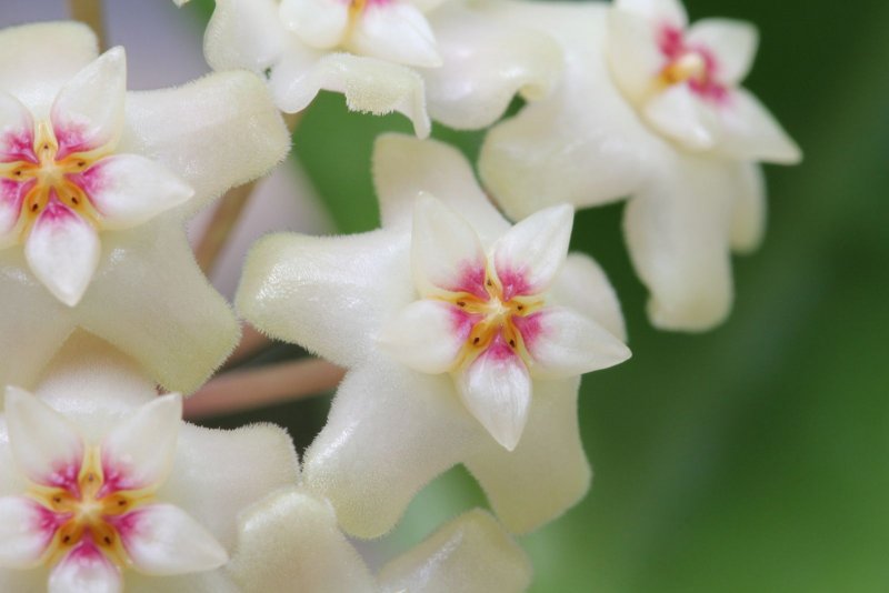 Хойя (Hoya)