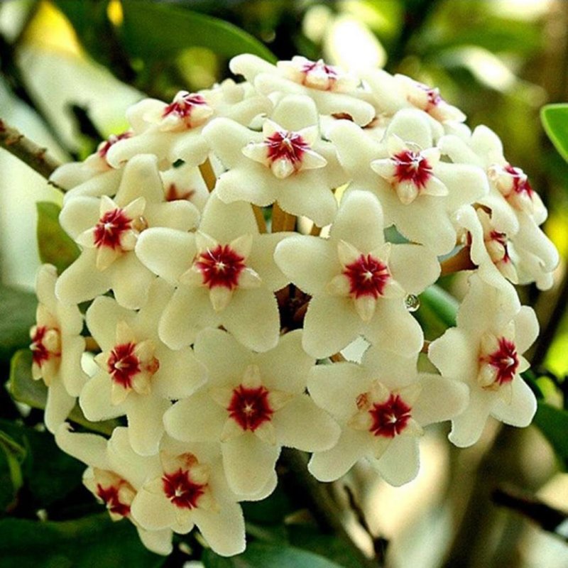 Hoya цветок