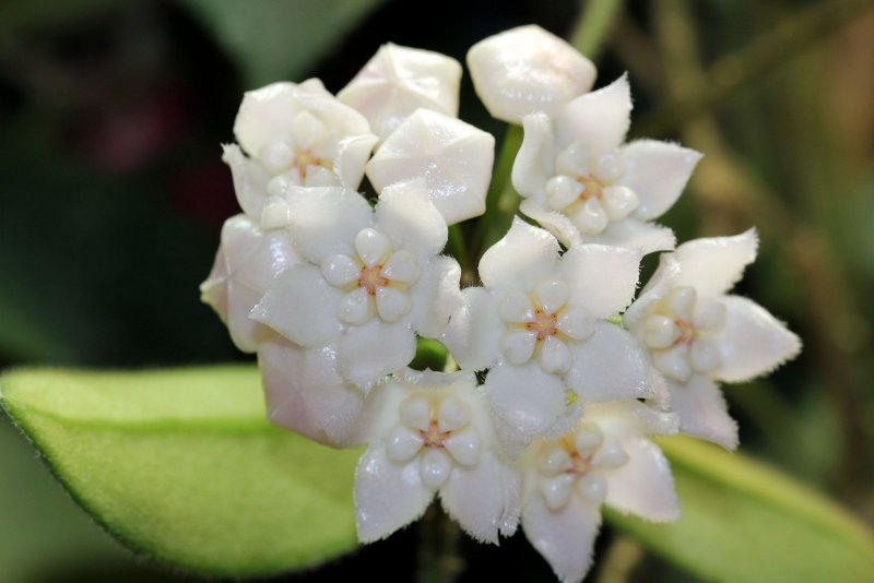 Хойя phyllura