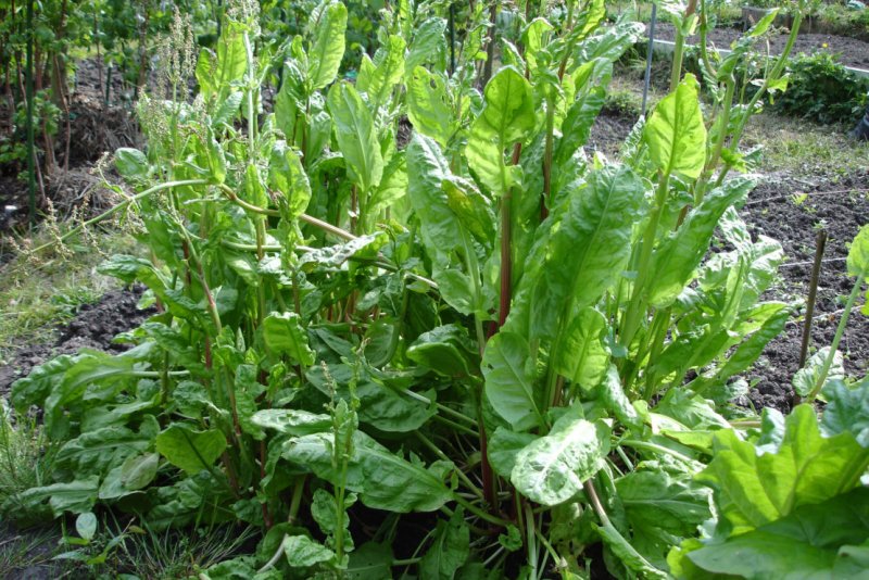 Щавель курчавый (Rumex crispus)