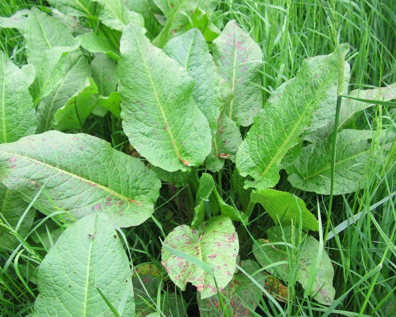 Щавель курчавый (Rumex crispus)