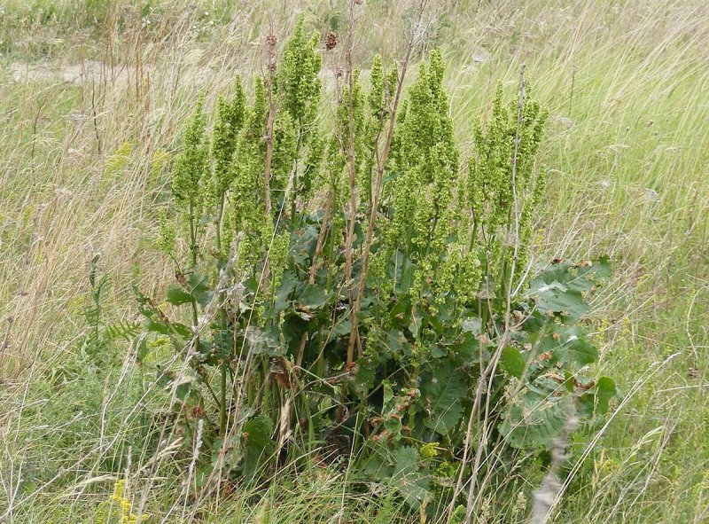 Rumex obtusifolius