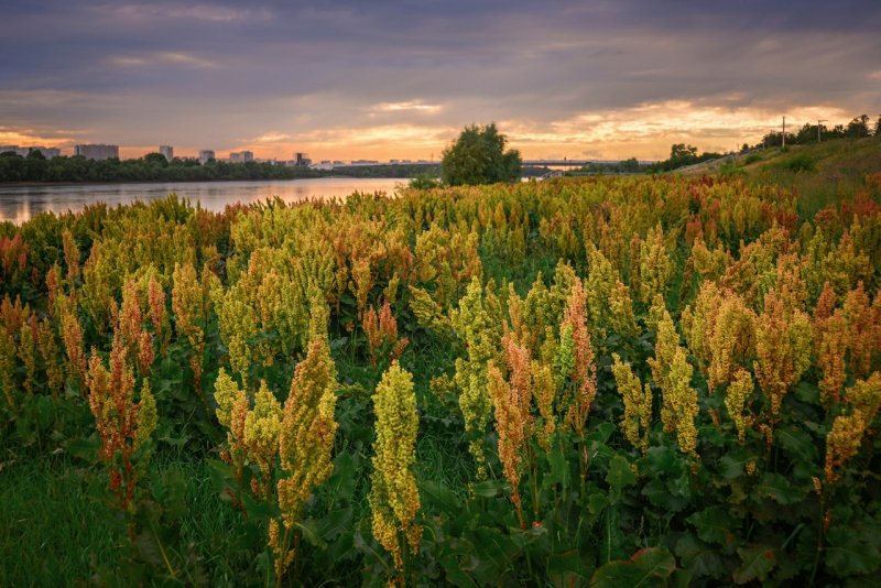 Щавель курчавый (Rumex crispus)