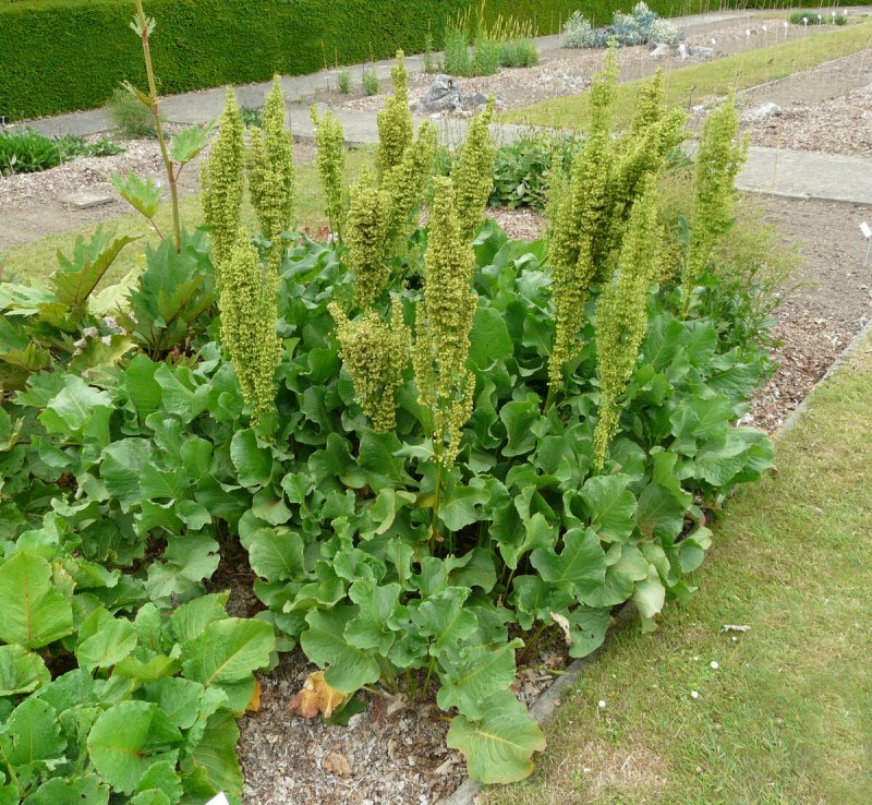 Щавель конский (Rumex confertus)