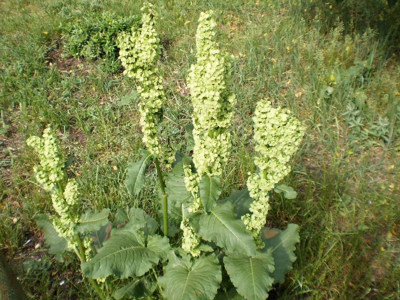 Щавель конский (Rumex confertus Willd.)