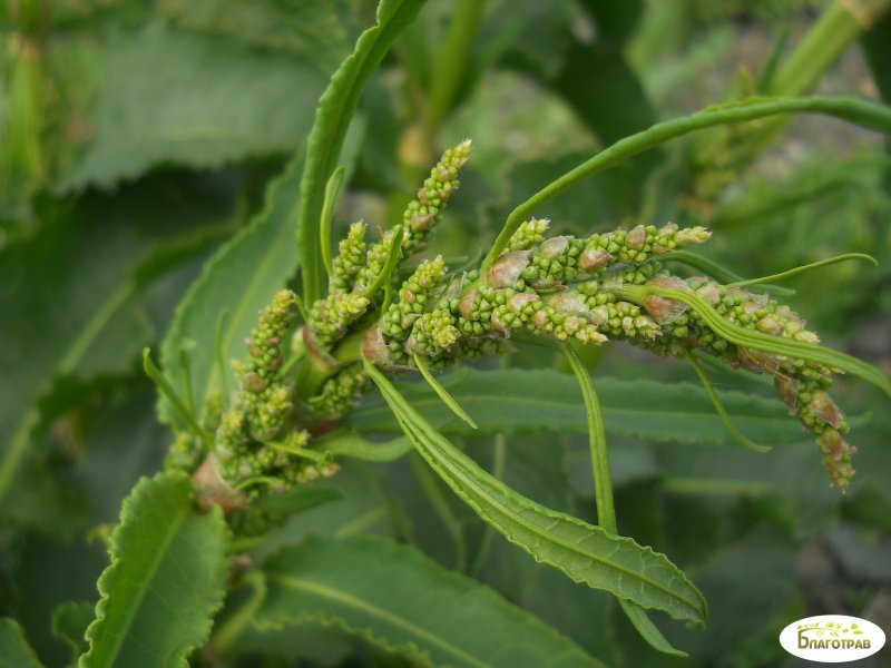 Rumex obtusifolius