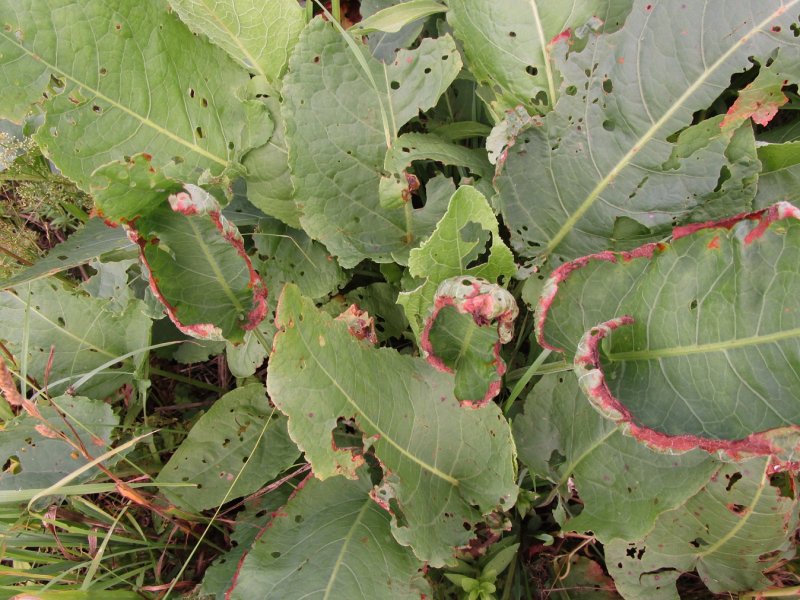 Щавель курчавый (Rumex crispus)