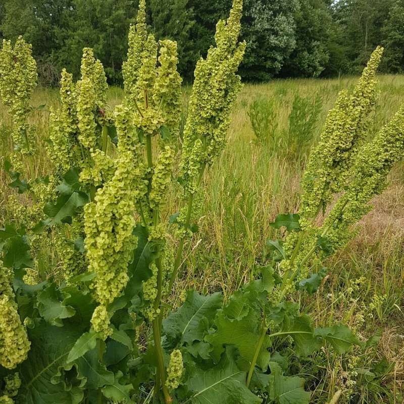 Щавель конский (Rumex confertus Willd.)