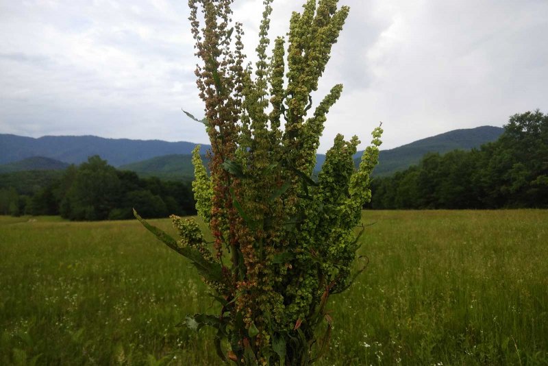 Щавель конский (Rumex confertus)