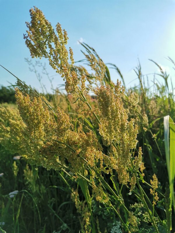 Щавель курчавый (Rumex crispus)