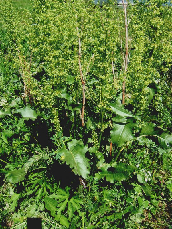 Щавель кислый Rumex acetosa