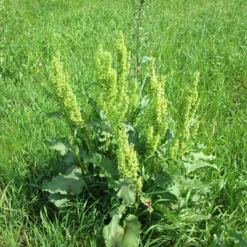 Щавель конский (Rumex confertus)