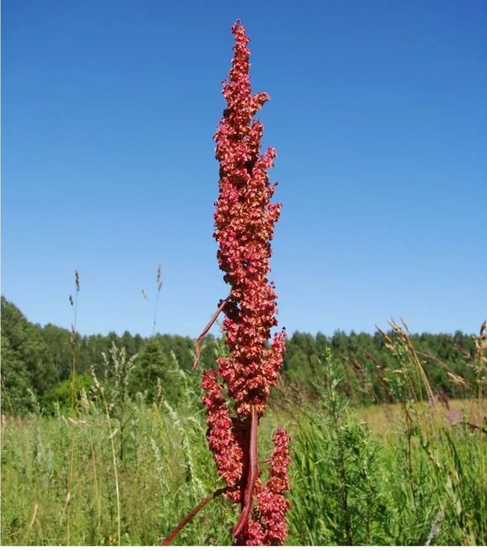 Щавель обыкновенный Rumex acetosa