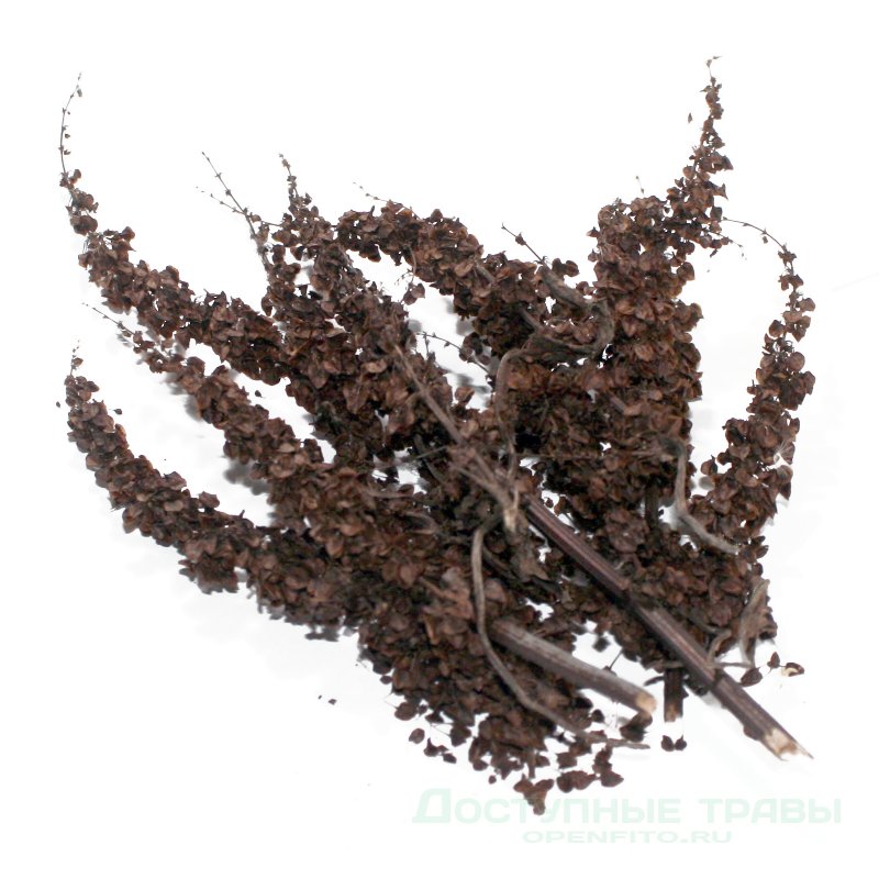 Щавель обыкновенный Rumex acetosa