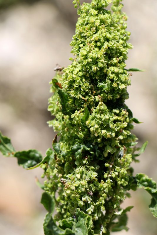 Щавель обыкновенный Rumex acetosa