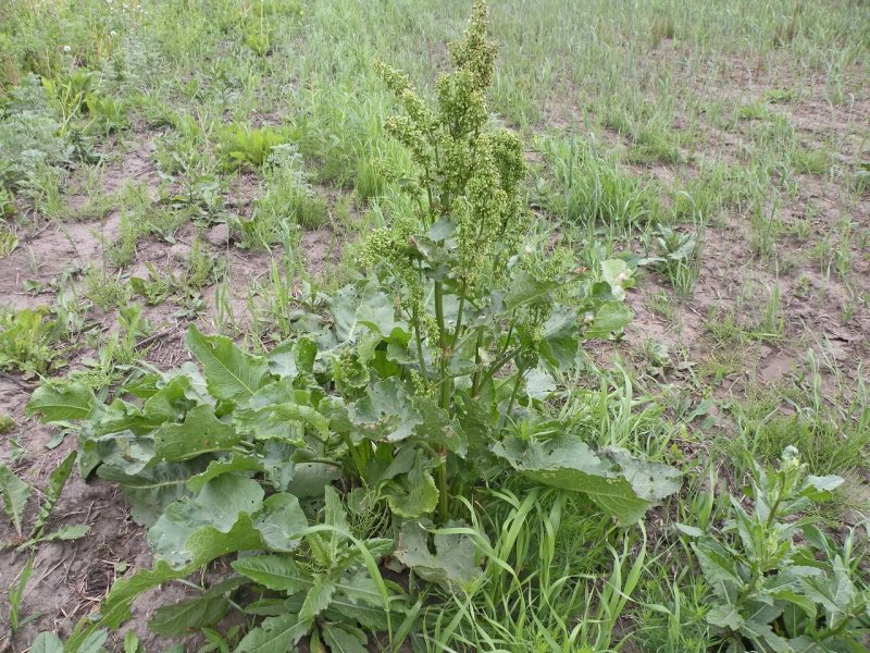 Щавель конский лат Rumex
