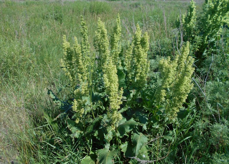 Щавель конский (Rumex confertus)