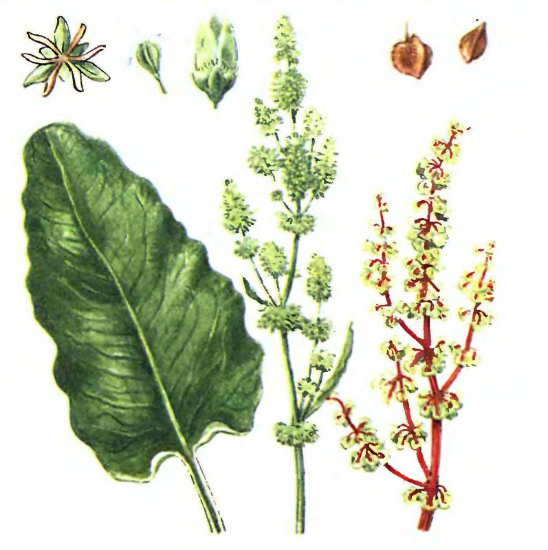 Rumex obtusifolius