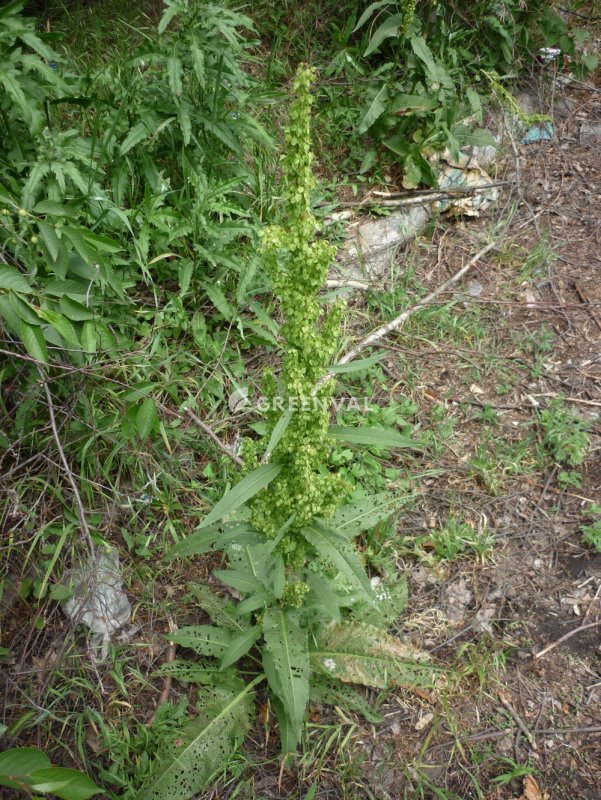 Щавель конский (Rumex confertus)
