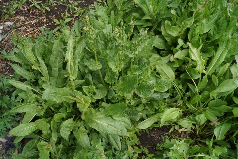 Щавель (Rumex)