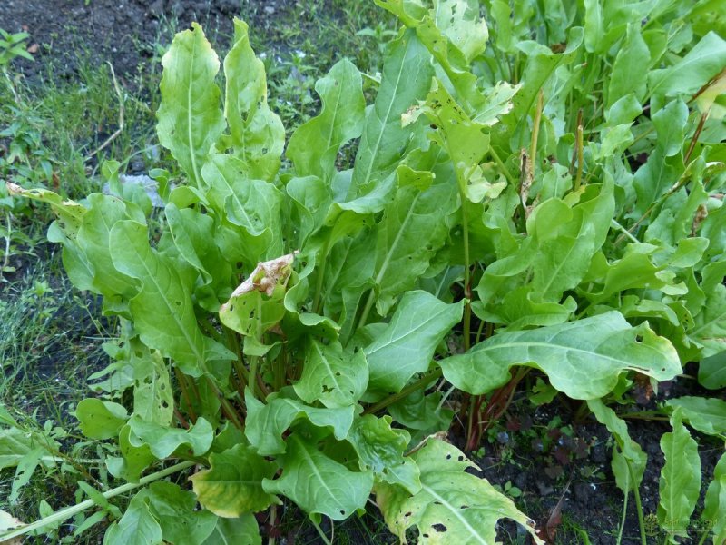 Румекс (Rumex)