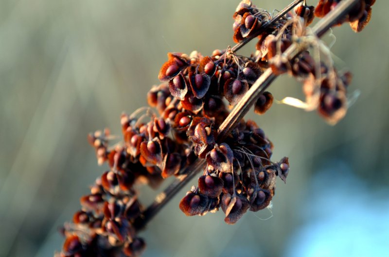 Щавель обыкновенный Rumex