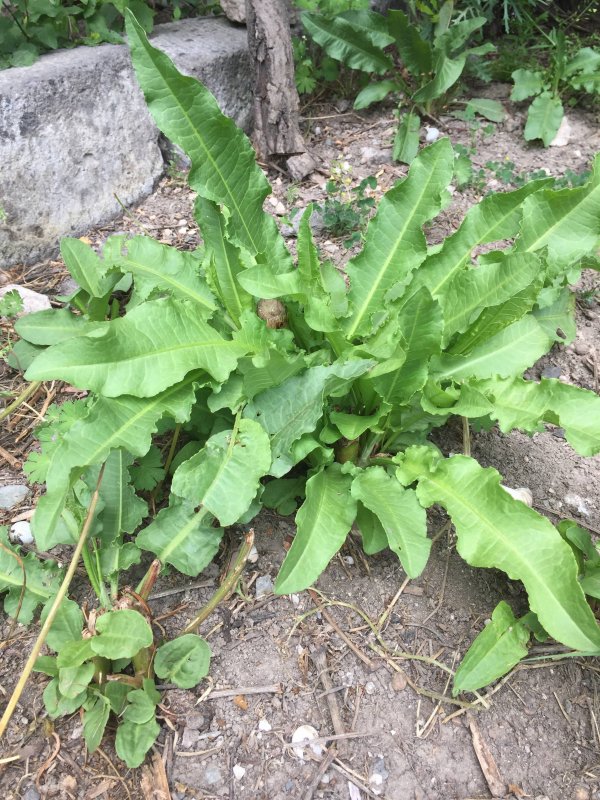 Щавель конский (Rumex confertus)