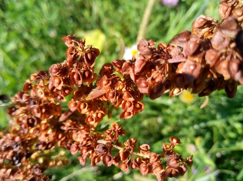 Щавель обыкновенный Rumex acetosa