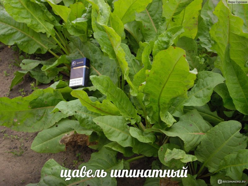 Конский щавель сухоцвет
