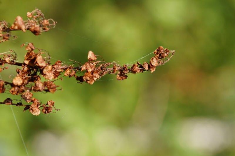 Rumex Alpinus