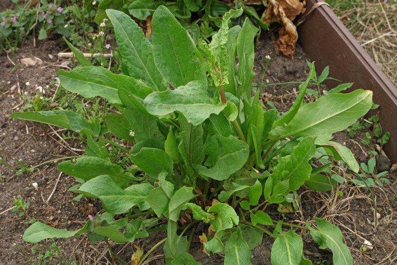 Щавель обыкновенный Rumex acetosa