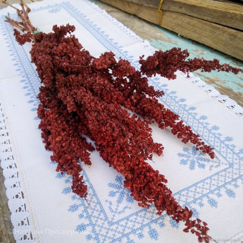 Щавель Луговой