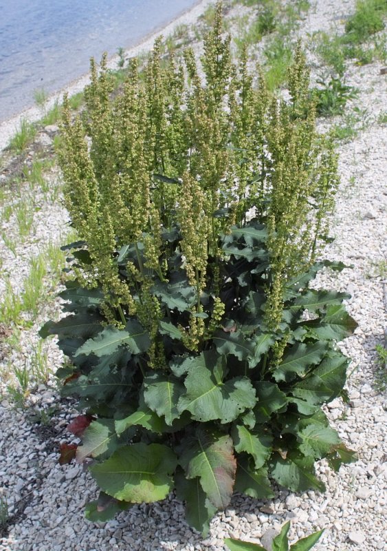 Щавель конский (Rumex confertus)