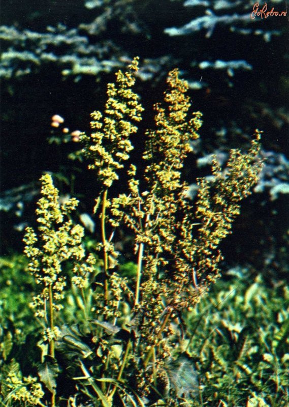 Кислица конская