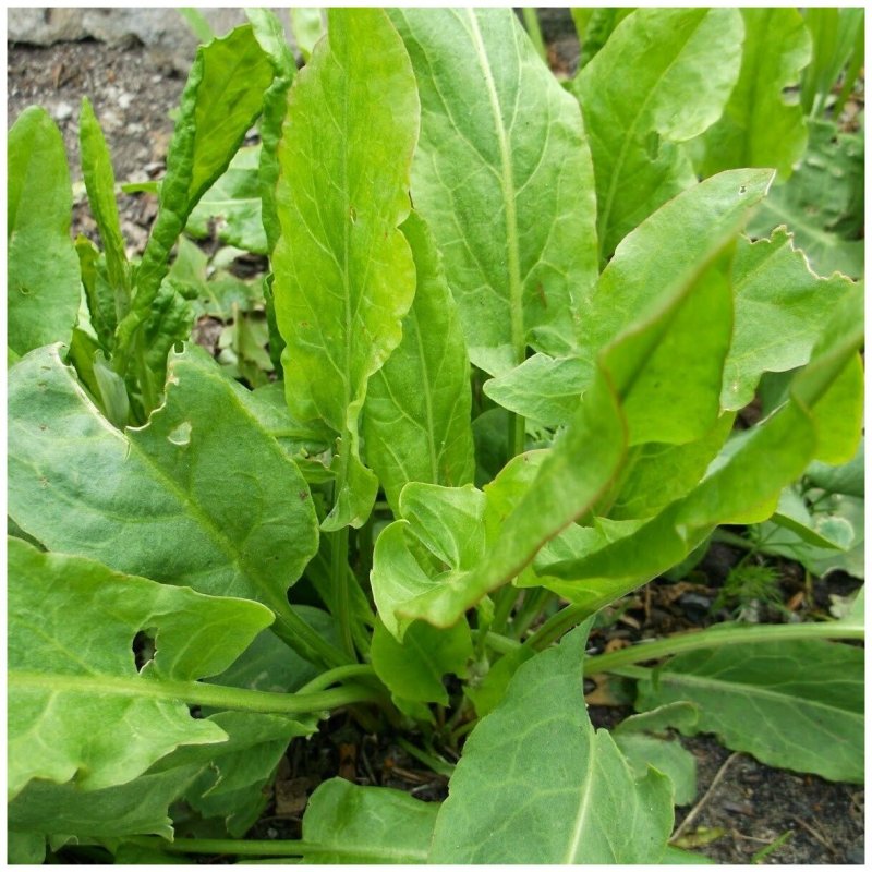 Rumex nepalensis