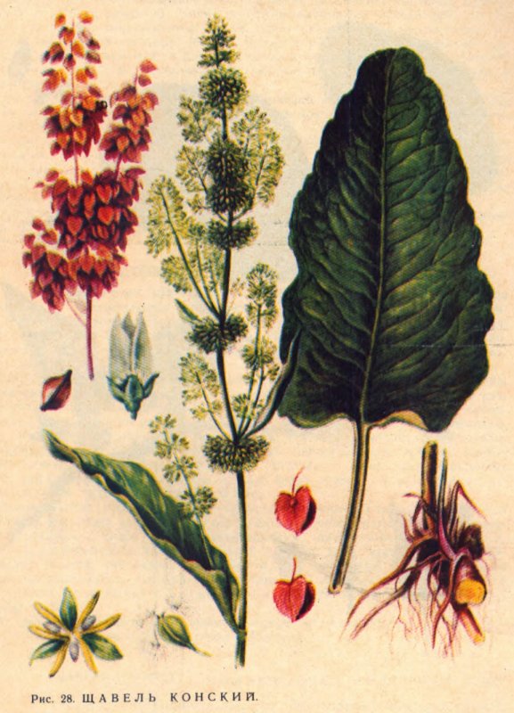 Конский щавель корень