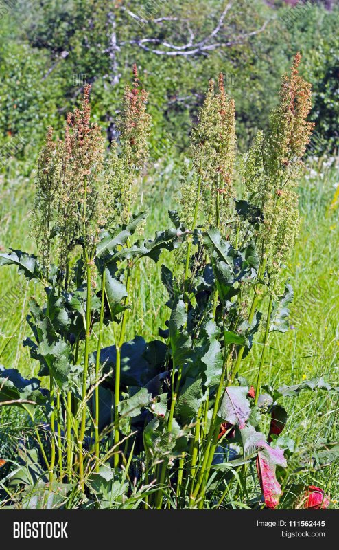 Щавель (Rumex)